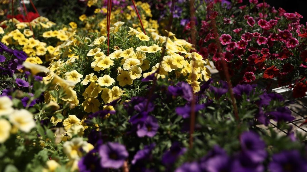 Παγκόσμια Ημέρα Βιοποικιλότητας: Hot spot η Ελλάδα με 6.500 είδη φυτών