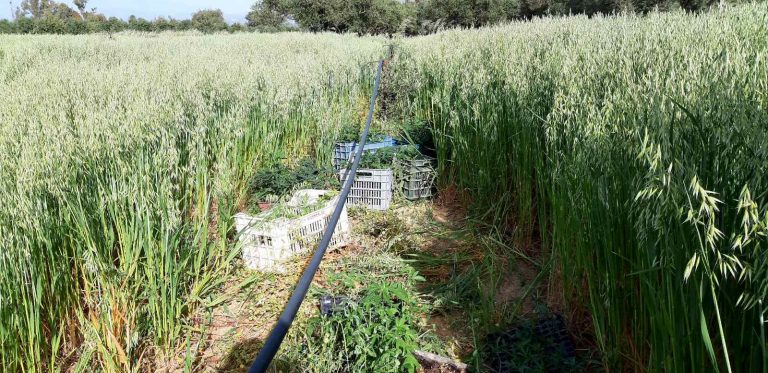 Ηράκλειο: Καλλιεργούσε πάνω από 600 δενδρύλλια κάνναβης σε… γλάστρες (εικόνες)