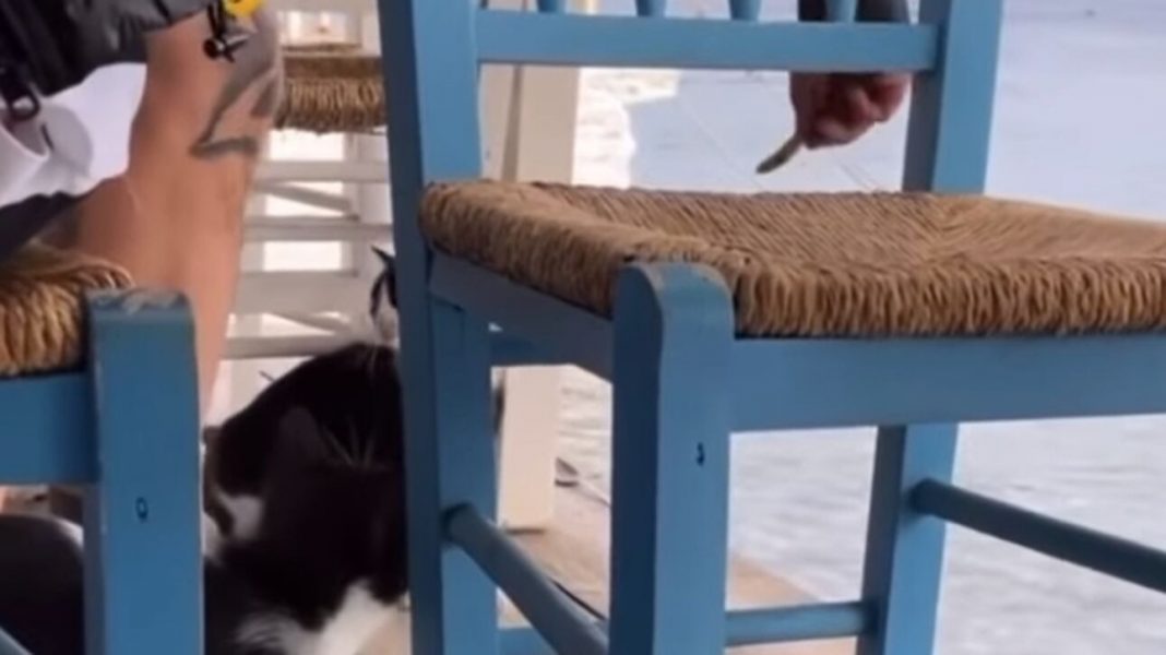 Άντρας δελεάζει γάτα με ψάρι και την κλωτσάει στη θάλασσα (βίντεο)