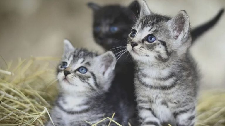 Τι σημαίνει το «νιάου» στη γλώσσα της γάτας;- Ειδική γλωσσολόγος εξηγεί