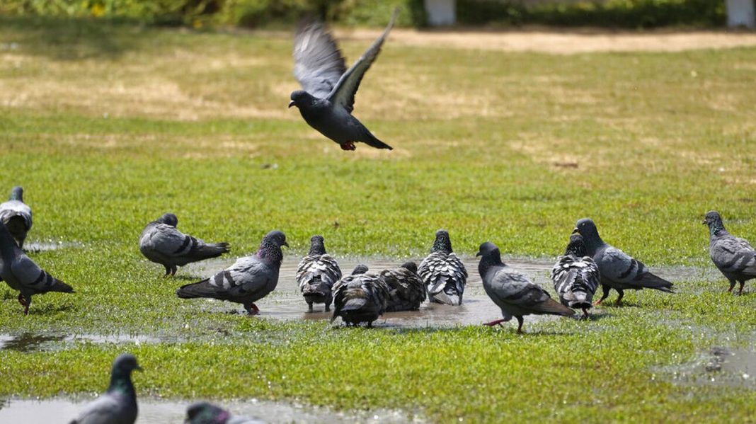 Γρίπη των πτηνών: Τα πουλιά έζησαν φέτος τη δική τους πανδημία