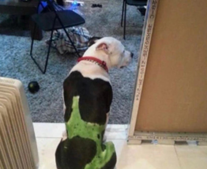 Αιδηψός: Είχε βάψει το σκύλο του στο χρώμα της ομάδας του ο «νταής» που κλώτσησε το γατάκι