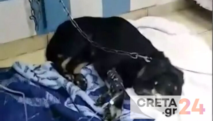 Κρήτη: Τι λέει ο 35χρονος που έσερνε με το αυτοκίνητο τον γέρικο σκύλο του δεμένο στον προφυλακτήρα