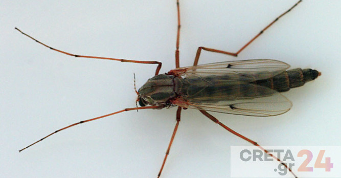 Χειρονόμοι: Τι είναι τα έντομα που εμφανίστηκαν σε Τρεις Βαγιές και Γιόφυρο