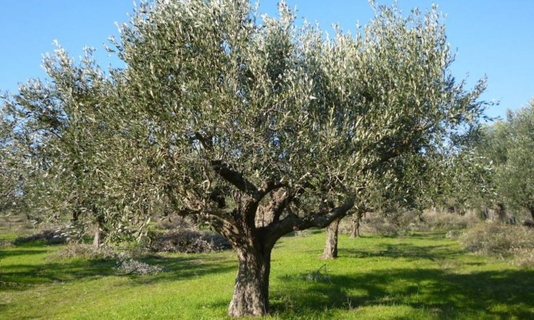 Πρώτος τοπικός δολωματικός ψεκασμός δακοκτονίας στο Δήμο Βιάννου