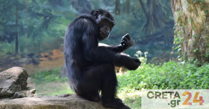 Αττικό Ζωολογικό Πάρκο: Αντιδράσεις για τη θανάτωση του χιμπατζή – Συγκέντρωση διαμαρτυρίας από Φιλοζωική