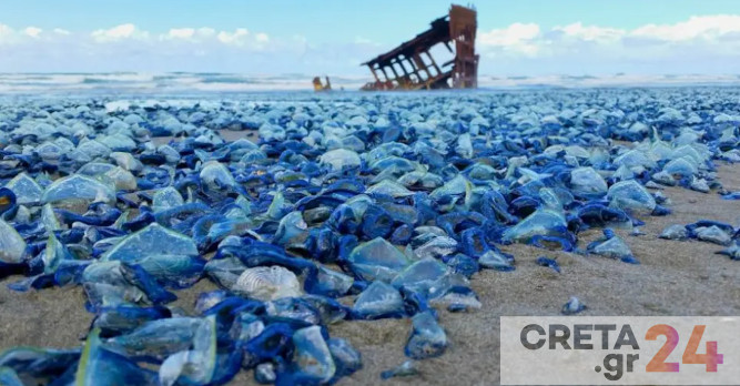Μετά τις μωβ, έρχονται οι γαλάζιες μέδουσες στις ελληνικές θάλασσες