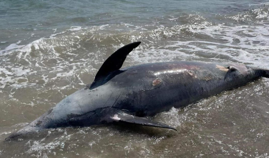 Θλίψη – Ξεβράστηκε νεκρό δελφίνι σε ελληνική παραλία