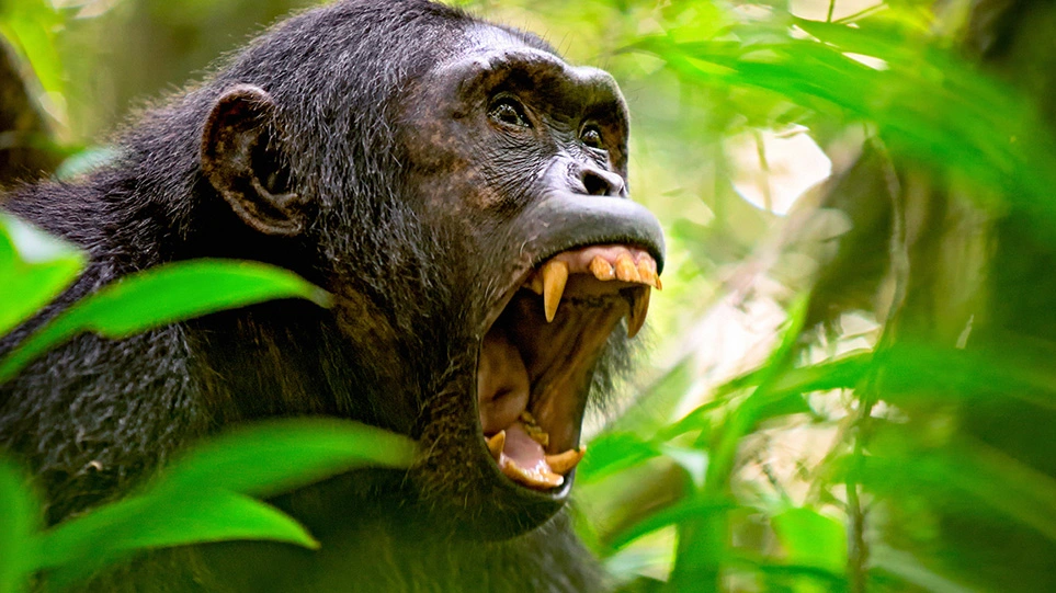 Αττικό Ζωολογικό Πάρκο: Σκότωσαν χιμπατζή που διέφυγε – Σφοδρές αντιδράσεις