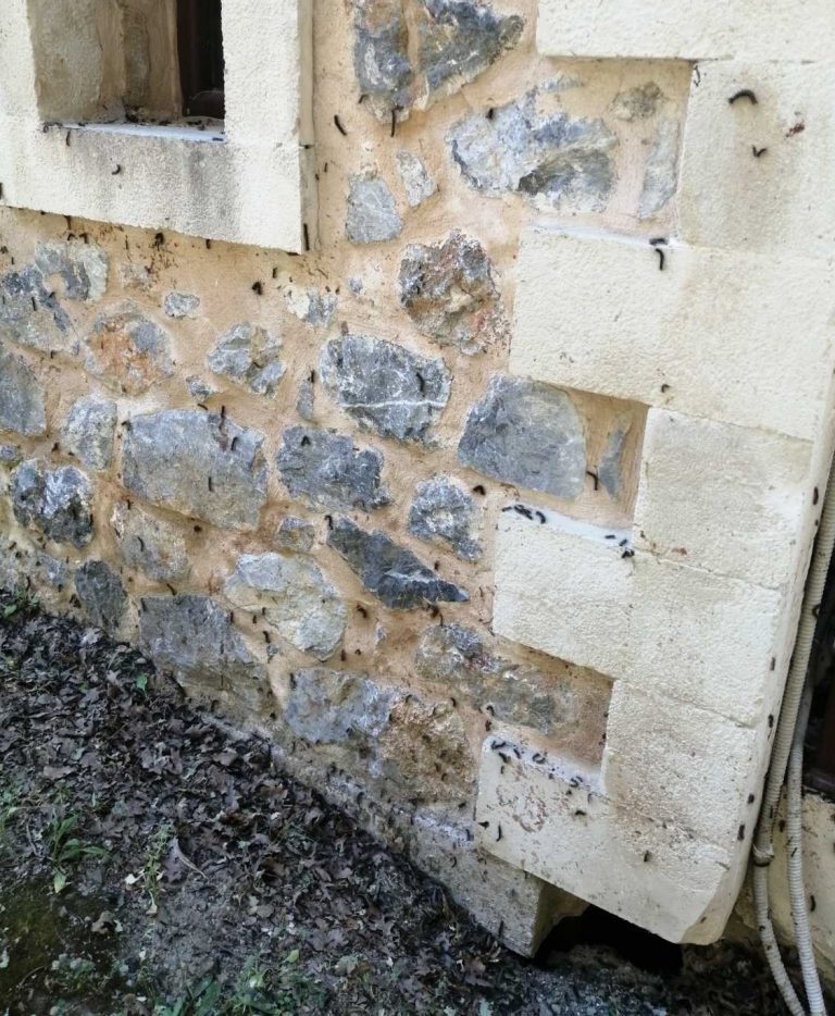 Κρήτη: Χιλιάδες κάμπιες κατατρώγουν δέντρα και εισβάλουν σε σπίτια – Τι λένε οι ειδικοί