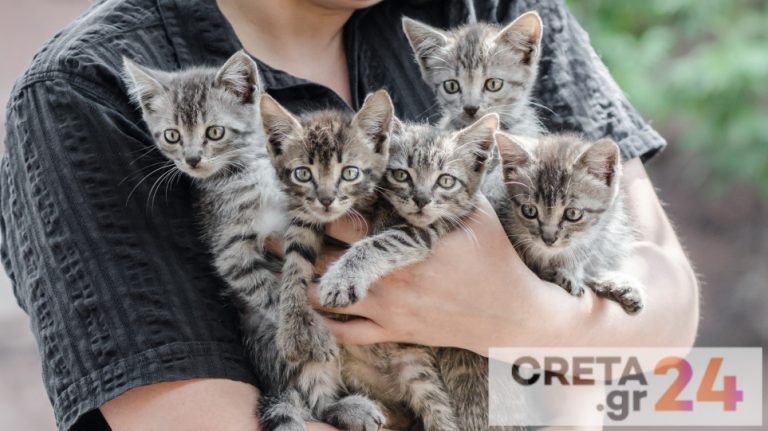 «Όλα έγιναν γιατί είμαι φιλόζωη», είπε στο δικαστήριο η 51χρονη με τις 40 γάτες στο σπίτι της