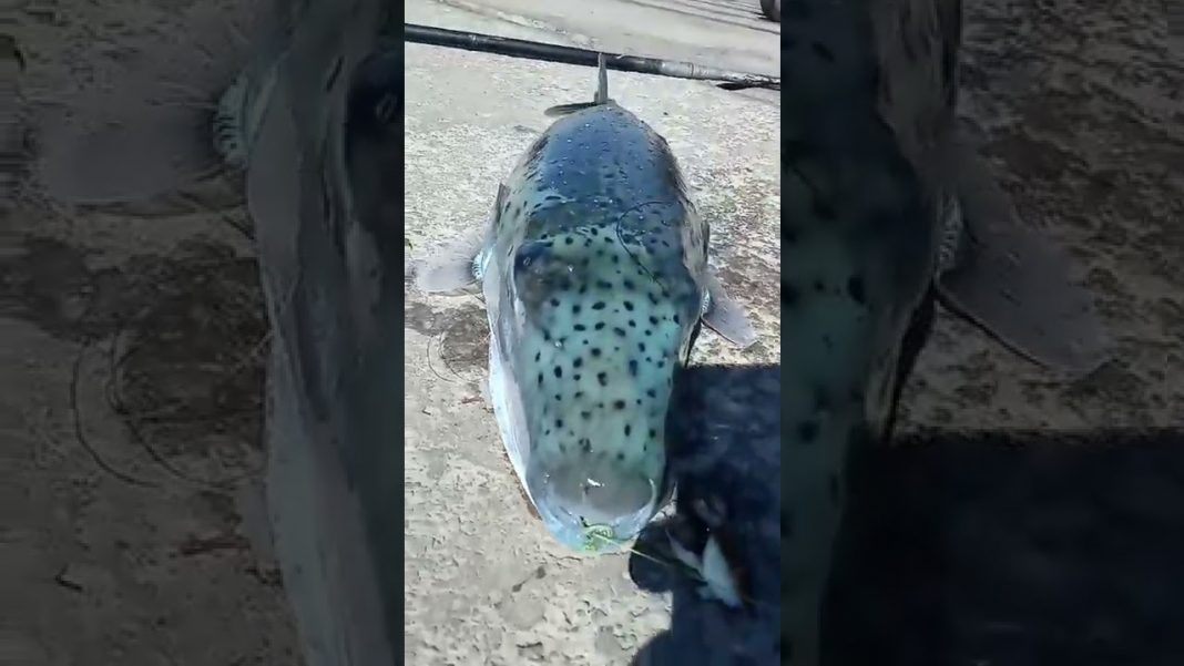 Λαγοκέφαλος «τέρας» στο αγκίστρι ψαρά – Ο μεγαλύτερος που έχουμε δει ποτέ στην Ελλάδα
