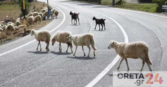 Κρήτη: Κτηνοτρόφος εγκατέλειψε τα πρόβατα και αυτά πήραν... τους δρόμους