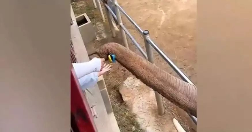 Ο πιο καλοσυνάτος ελέφαντας ζει στην Κίνα – Βίντεο που επιστρέφει σε παιδάκι το παπούτσι του