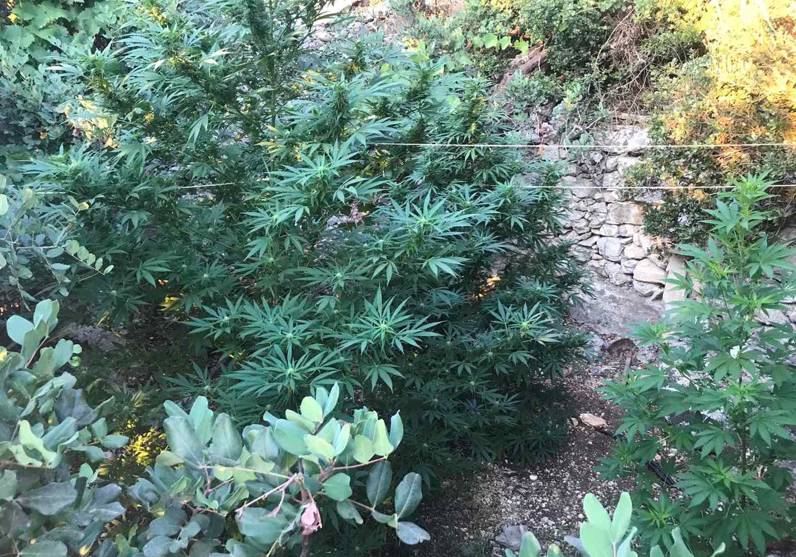 Κρήτη: Ξετρύπωσαν τις φυτείες κάνναβης – Αναζητούν τους καλλιεργητές (εικόνες)