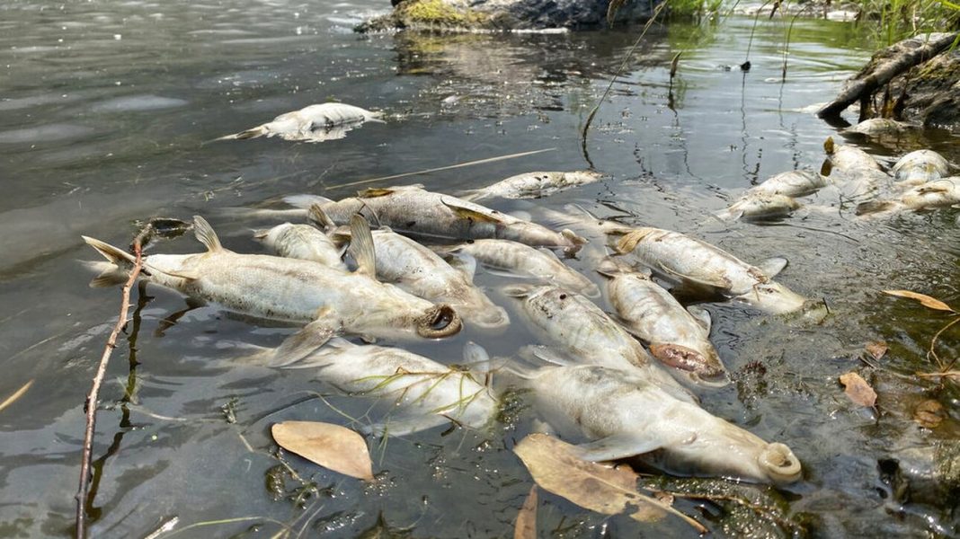 μαζικό θάνατο ψαριών σε ποταμό
