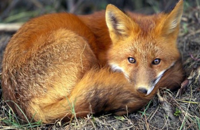 Τρεις αλεπούδες πέθαναν από τη γρίπη των πτηνών – Ανησυχία για την εξάπλωση του ιού
