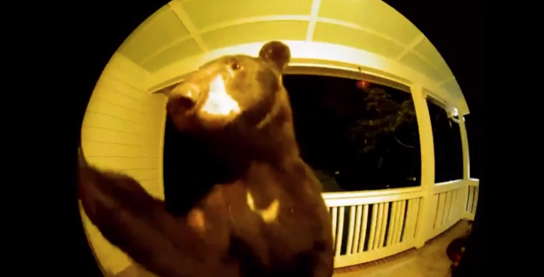 Αρκούδα χτυπά το κουδούνι πόρτας