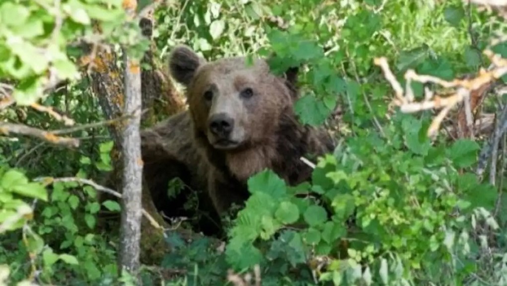 Αρκούδα με δύο αρκουδάκια στο κέντρο της Καστοριάς