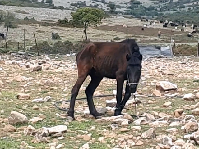 Ανάγκασαν άλογα να… προσκυνήσουν την εικόνα της Αγίας Παρασκευής