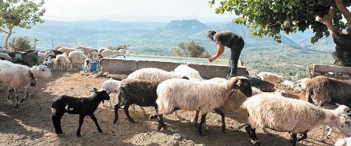 «Σκοτεινό» το μέλλον της κτηνοτροφίας στην Κρήτη