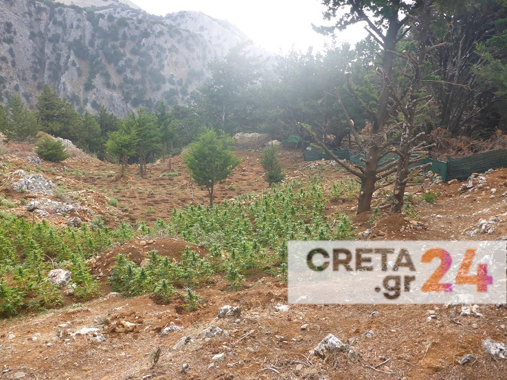 Κρήτη: Ξετρύπωσαν πάνω από 1.700 δενδρύλλια κάνναβης – Αναζητούν τους καλλιεργητές