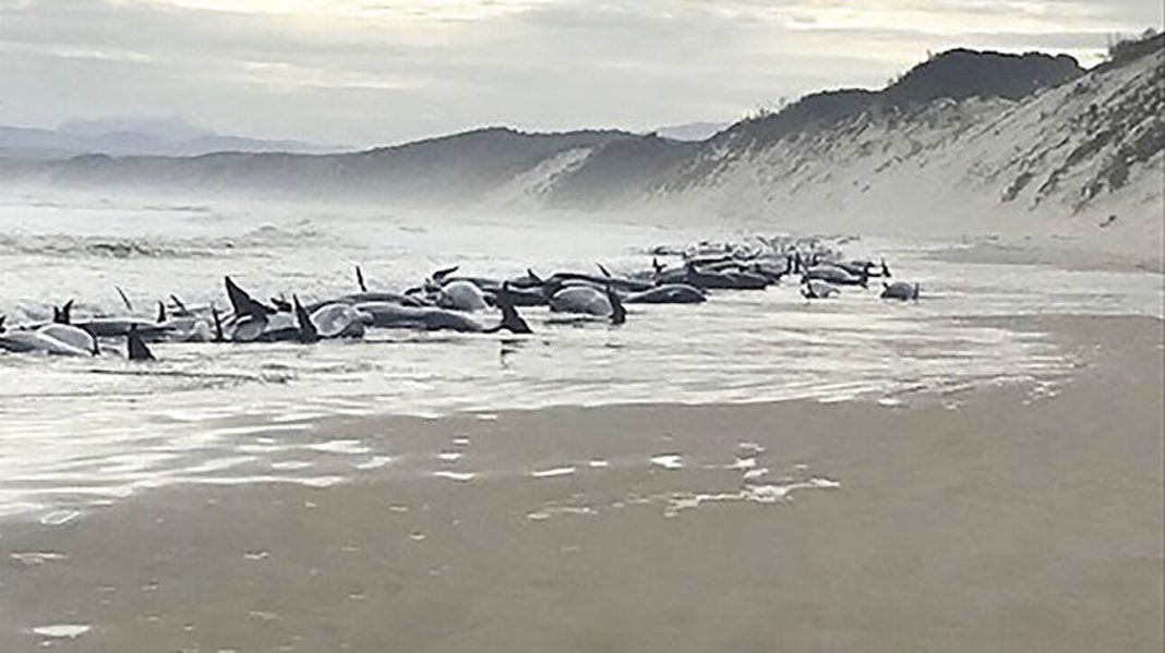 Αυστραλία: Τουλάχιστον 230 φάλαινες πιλότοι εξόκειλαν στις δυτικές ακτές της Τασμανίας