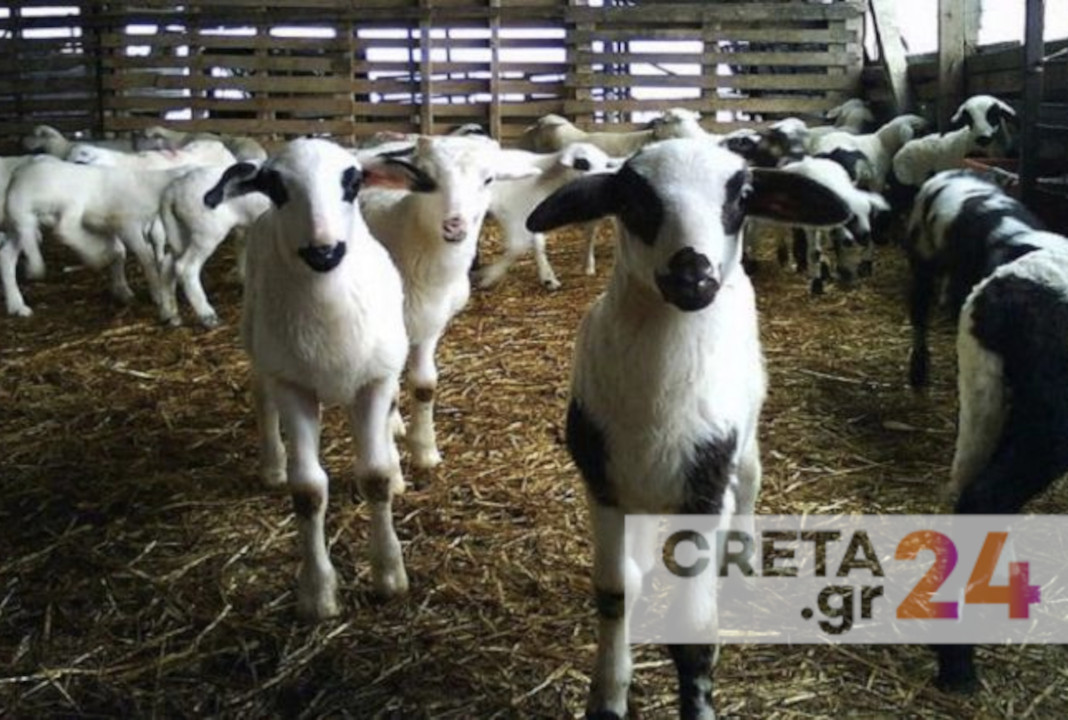 Ηράκλειο: Έσφαξαν 22 πρόβατα σε ρυάκι, Ηράκλειο: Είδε τον γείτονα να κλέβει τα πρόβατά του - Έπιασε επ' αυτοφώρω τους επίδοξους ζωοκλέφτες
