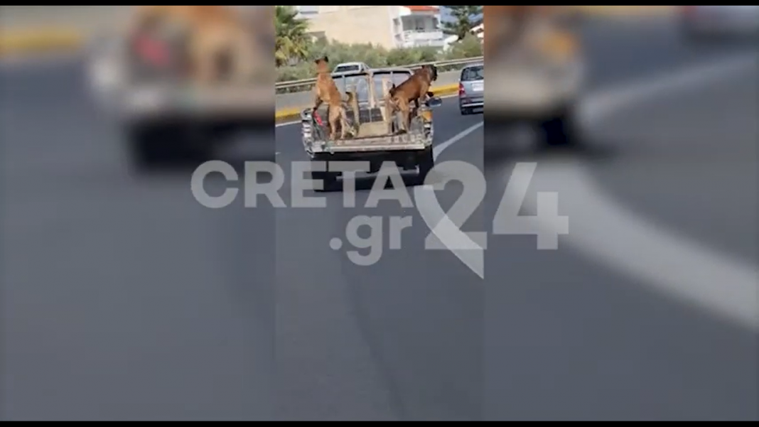 Επικίνδυνος οδηγός στον ΒΟΑΚ με δύο σκυλιά σε… ανοιχτή καρότσα