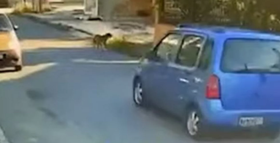 οδηγό να παρασύρει σκύλο με το αυτοκίνητό του