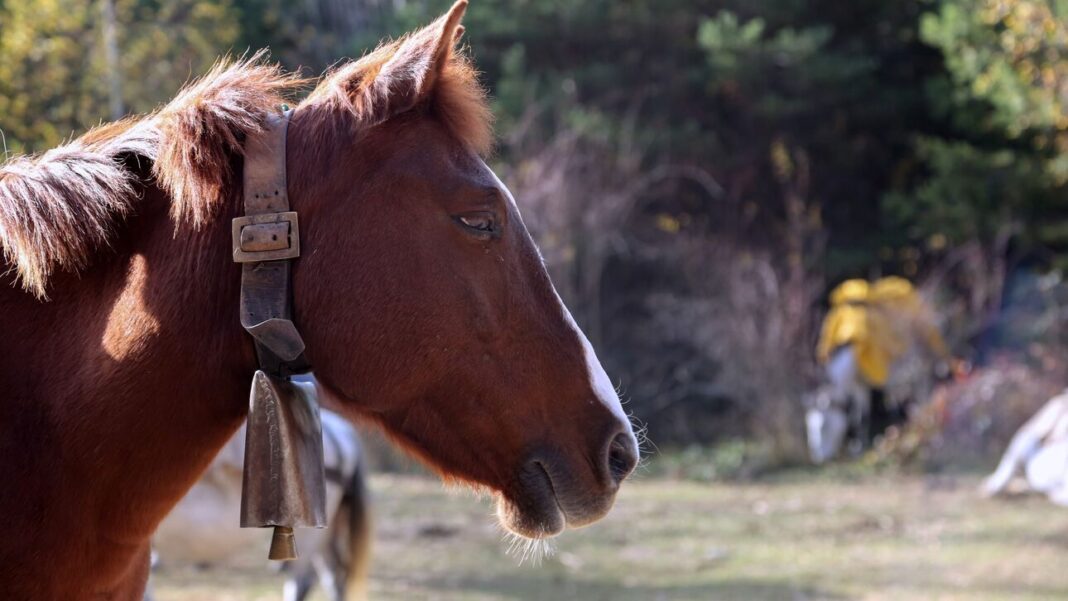 Σκότωσαν τρία άγρια άλογα στο Αγρίνιο