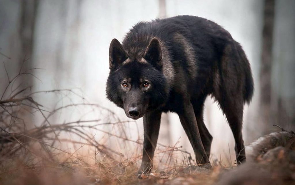 Πώς μια επιδημία οδήγησε σε αύξηση των μαύρων λύκων