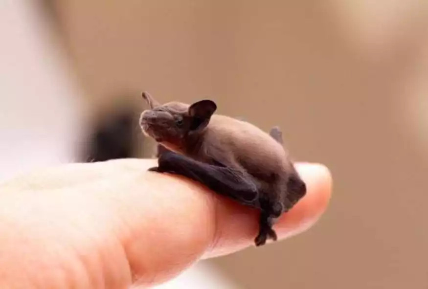 Αυτό είναι το μικρότερο θηλαστικό στον κόσμο – Χωράει σε ένα δάχτυλο του χεριού