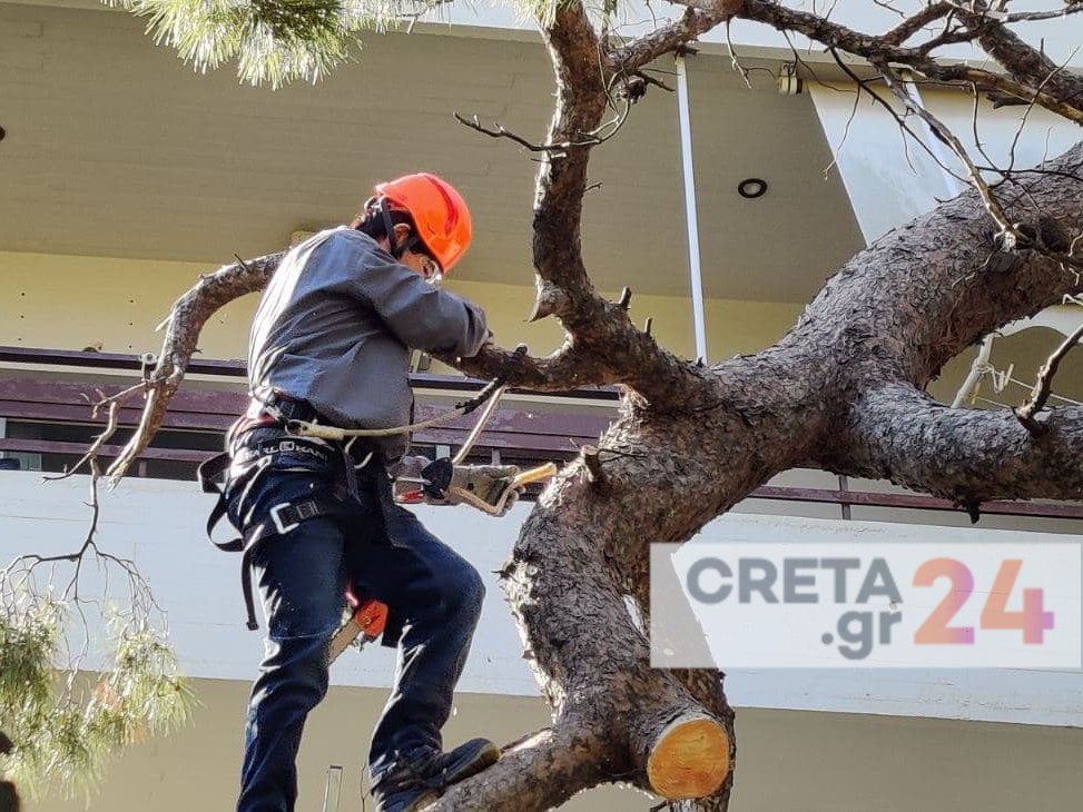 Ηράκλειο: «Πολύ επικίνδυνα» και σε πολυσύχναστες γειτονιές τα 14 επικίνδυνα δέντρα
