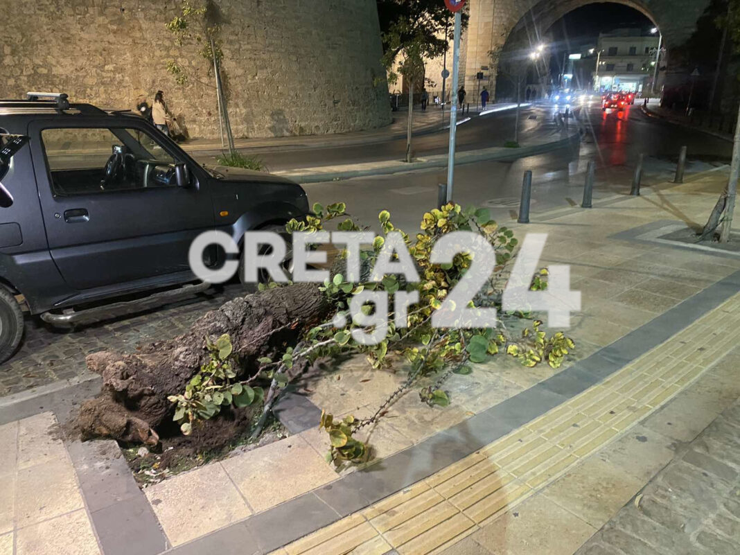 Δέντρο έπεσε σε πολυσύχναστο δρόμo του Ηρακλείου (εικόνες)