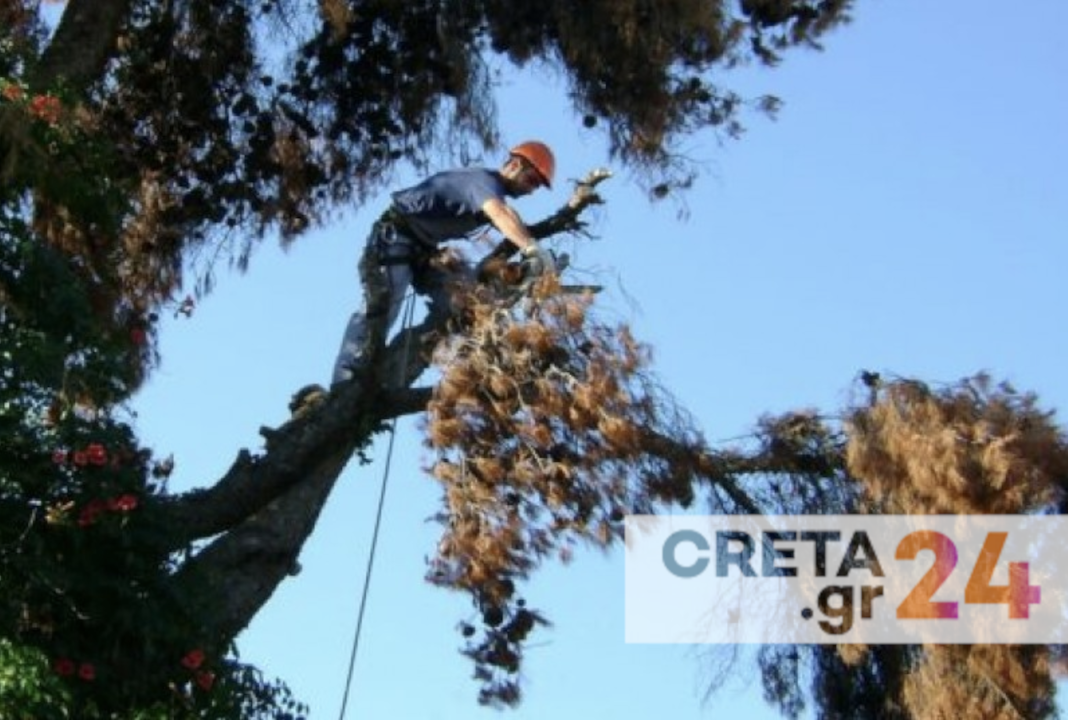 Ηράκλειο: Κάτοικοι «μπλόκαραν» την κοπή των πεύκων στα Δειλινά, Ξεκινά την Δευτέρα η εξυγίανση των πευκώνων στο Δειλινό - Kόβονται 73 δέντρα, Ηράκλειο: Απομακρύνεται ακόμα ένα επικίνδυνο δέντρο, Ηράκλειο: «Ναι» στην κοπή 30 επικίνδυνων δέντρων, Ηράκλειο: Απομακρύνεται ακόμη ένα επικίνδυνο δέντρο, Hράκλειο: Απομακρύνονται δύο δέντρα - Στον «πάγο» τα υπόλοιπα που έχουν κριθεί επικίνδυνα, καταπλακώθηκε από πεύκο