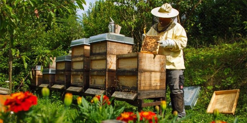 Ηράκλειο: Σεμινάριο για τις βασικές αρχές της μελισσοκομίας