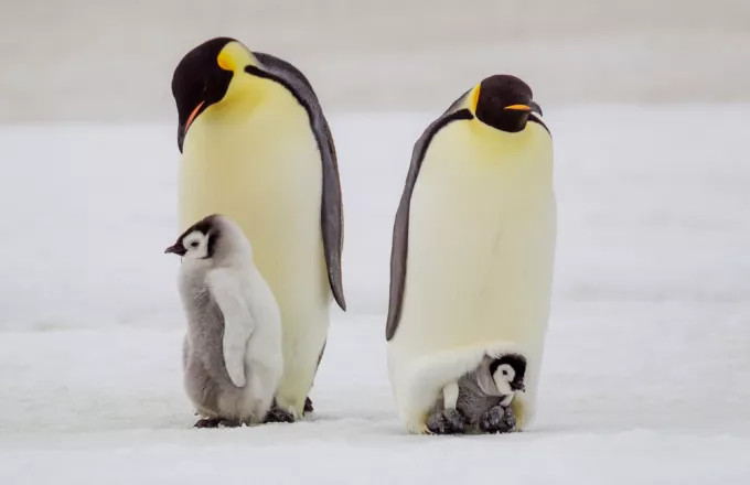 Οι αυτοκρατορικοί πιγκουίνοι της Ανταρκτικής κινδυνεύουν με εξαφάνιση λόγω της κλιματικής κρίσης
