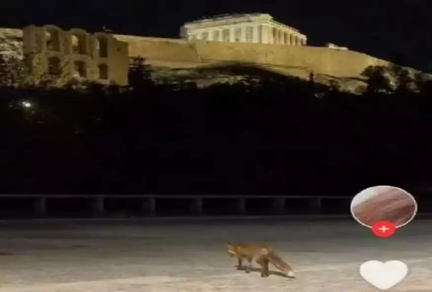 Μια αλεπού βγήκε βόλτα κάτω από την Ακρόπολη – Το βίντεο που έγινε viral