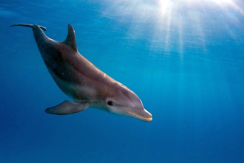 Νεαρό δελφίνι ξεβράστηκε νεκρό σε παραλία