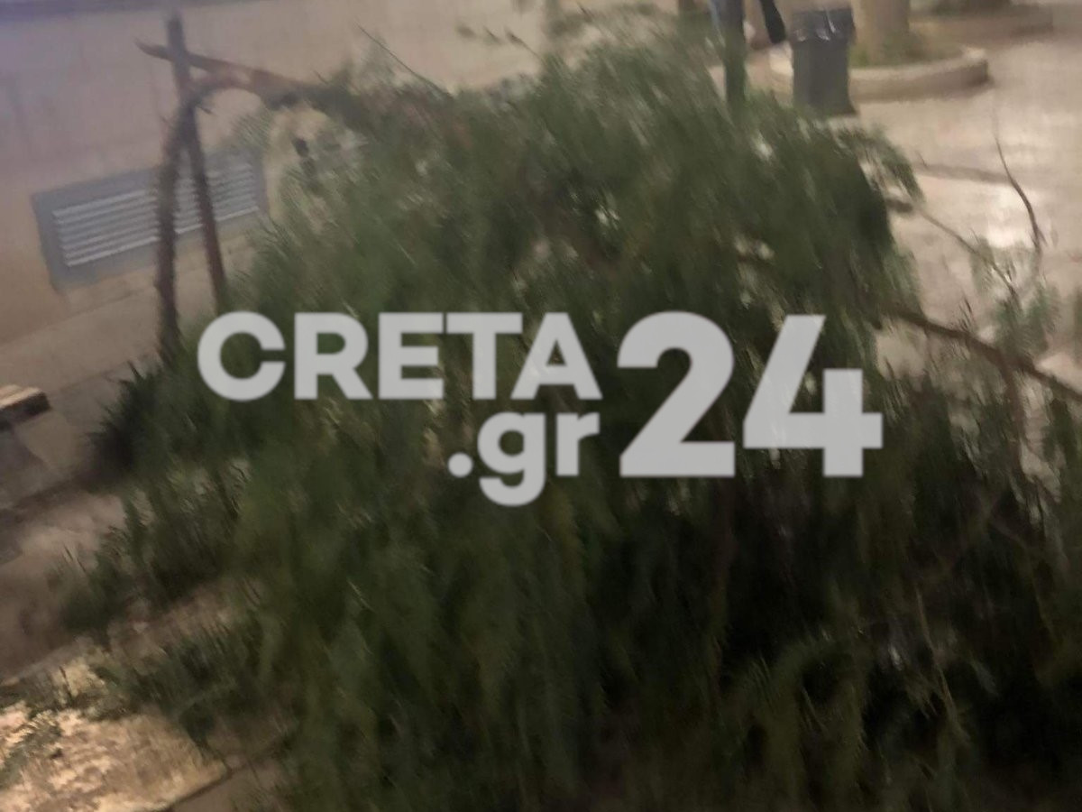 Νέα πτώση δέντρου στο κέντρο του Ηρακλείου (εικόνες)