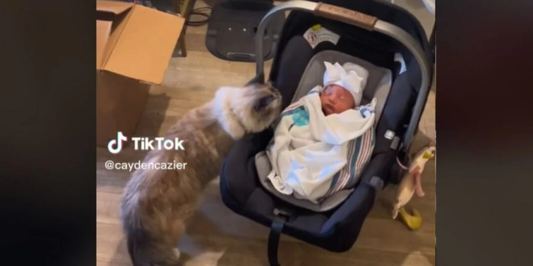 Viral βίντεο: Η αντίδραση γάτας μόλις αντικρίζει το νεογέννητο της οικογένειας