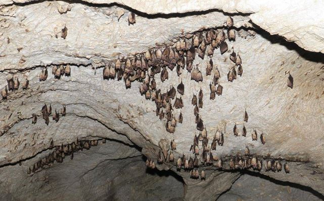 Νυχτερίδες: 36 είδη στη χώρα μας – Από την Κρήτη έως τον Έβρο η προσπάθεια για την προστασία της σπηλαιόβιας ζωής
