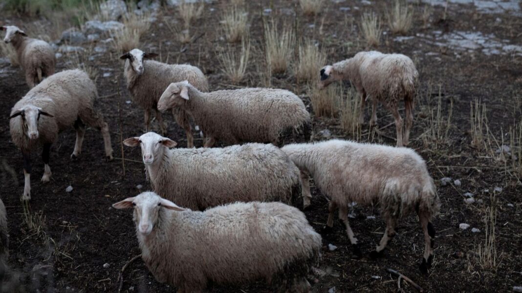 Πρόβατα έκαναν κύκλους επί 12 μέρες – Αυτή είναι η πιθανή εξήγηση