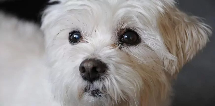 Viral: Κωφό σκυλάκι έμαθε τη νοηματική γλώσσα μέσα σε δύο μήνες