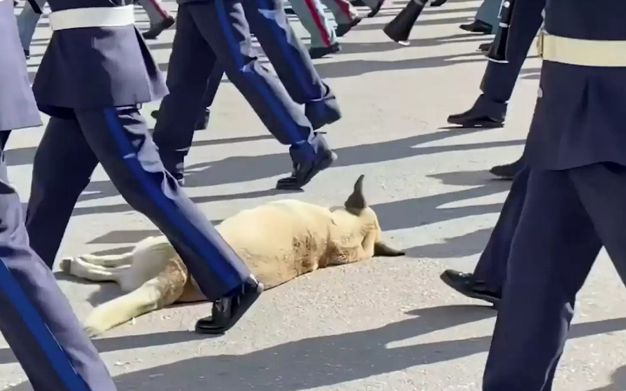 Viral σκύλος στη Θεσσαλονίκη: Περνούσε η παρέλαση με τις φιλαρμονικές και εκείνος κοιμόταν