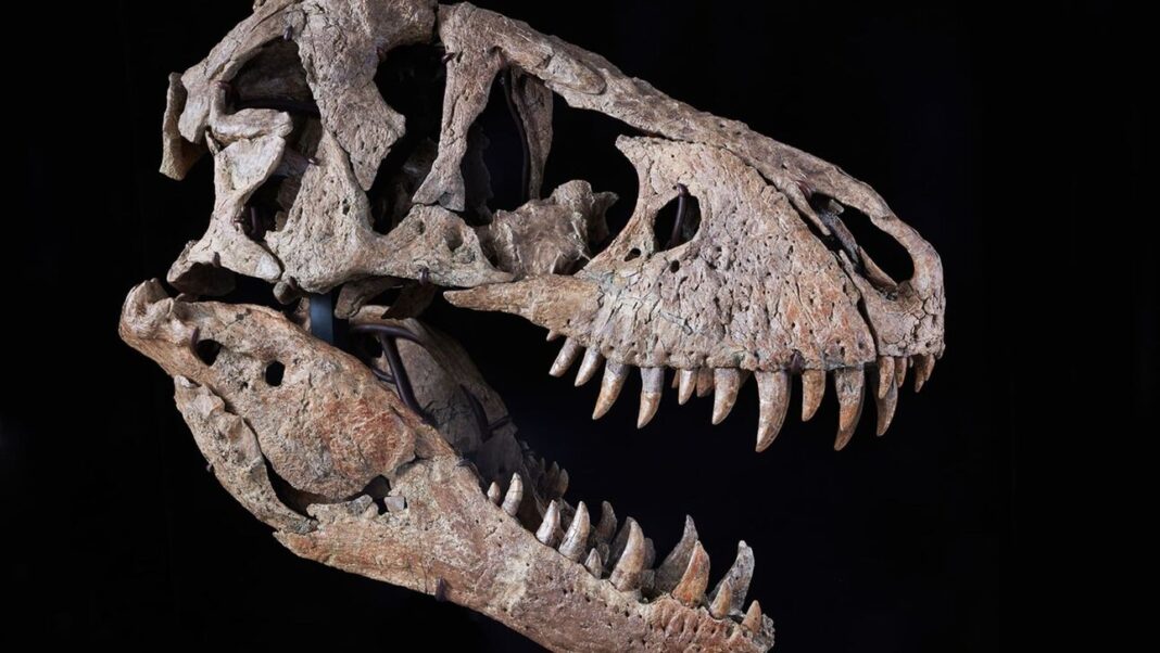 Το κρανίο ενός Τυραννόσαυρου βγαίνει σε δημοπρασία – Αναμένεται να ξεπεράσει τα 20 εκατομμύρια