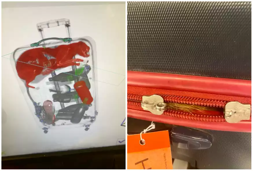 Έπαθαν σοκ οι υπάλληλοι του αεροδρομίου: Είχε κρύψει στη βαλίτσα του… ζωντανή γάτα!