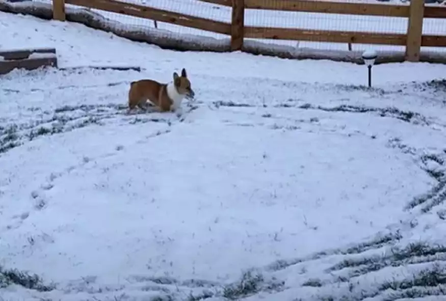 Το πιο γλυκό βίντεο: Κόργκι βλέπει για πρώτη φορά χιόνι και…τρελαίνεται!