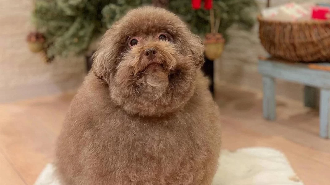 Viral: Αυτό το κανίς είναι το πιο στρογγυλό σκυλί του κόσμου